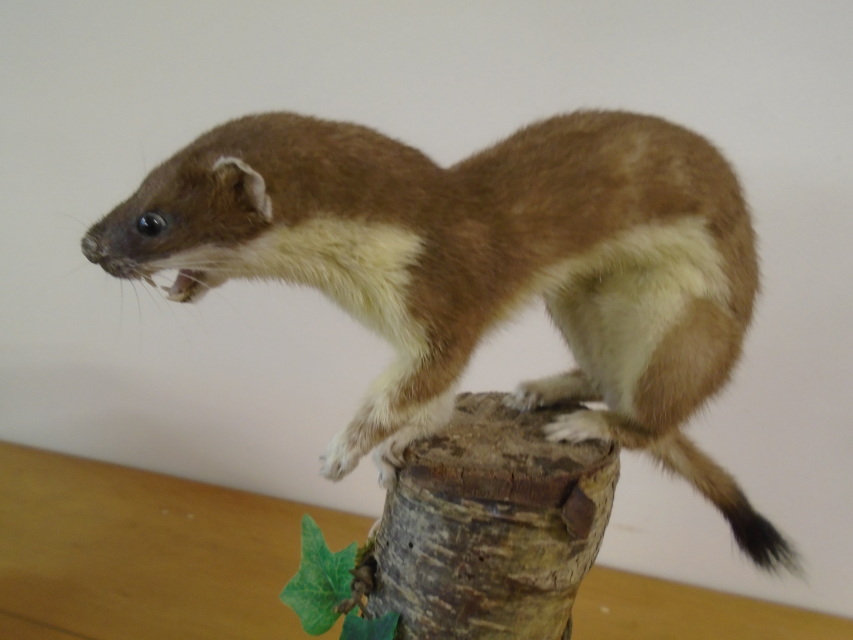 Taxidermy Stoat.